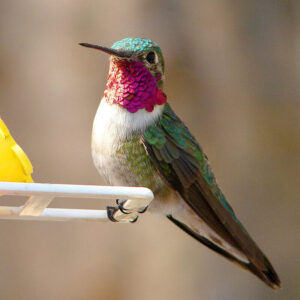 broad-tailed hummingbird perched on a feeder outdoors