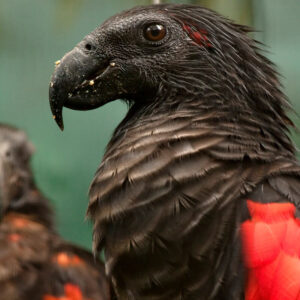 closeup on head of Pesquet's parrot