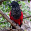 Pesquet's parrot perched on branch outdoors