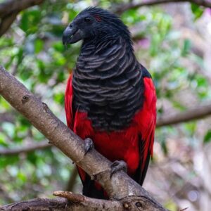 Pesquet's parrot perched on branch outdoors