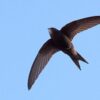 common swift bird