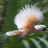 Moluccan Cockatoo