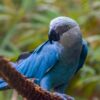 A Spix's macaw sits on a branch outdoors