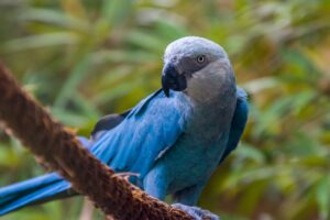 A Spix's macaw sits on a branch outdoors