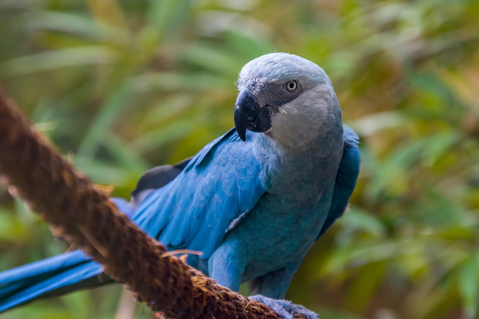 Rare Spix s Macaws Reintroduced Back Into The Wild Pet Birds By 