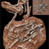 bird fossil