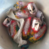 scarlet macaw chicks