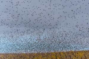 starling murmuration