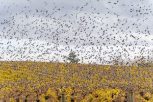 starling murmuration