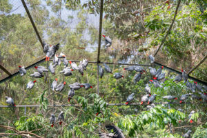 African grey parrots