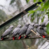 African grey parrots