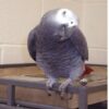 African grey parrot