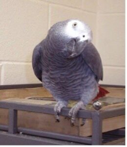 African grey parrot