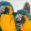 blue-throated macaws