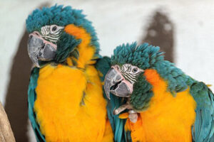 blue-throated macaws