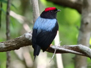 manakin