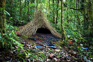bower bird structure