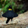 bird of paradise