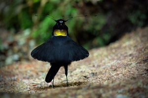 bird of paradise