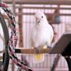 cockatoo