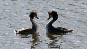 great cested grebe