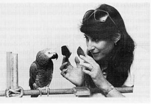 African grey parrot and Dr. Pepperberg
