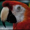 scarlet macaw