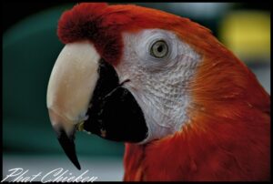scarlet macaw