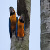macaws