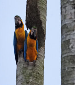 macaws