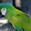 severe macaw
