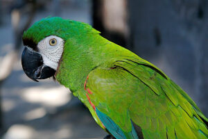 severe macaw