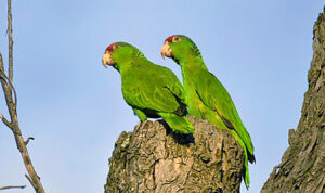 red-crowned parrots