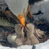 eagles