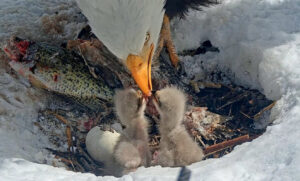 eagles