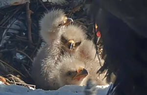 eagles