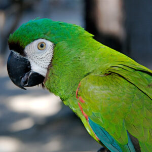head and shoulders of a severe macaw also known as chestnut-fronted macaw