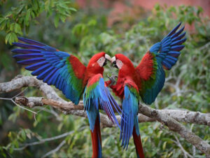 green wing macaws