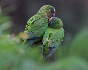 peach front conures