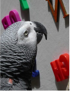 african grey parrot