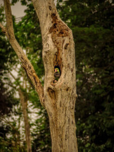 Amazon parrot in tree cavity.