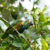 Amazon parrot