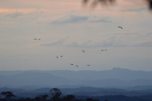 Vinaceous Amazon parrots flying