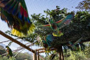 Turquoise Amazon parrots