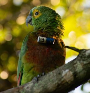 Turquoise Amazon parrot