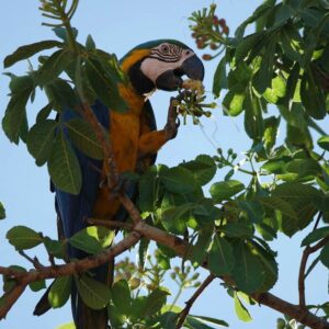 Blue-And-Gold Macaw perched on tree branch eating flowers