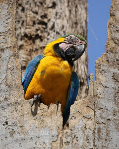 blue and gold macaw