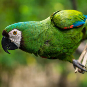 Chestnut-Fronted Macaw leaning over while perched on a branch outdoors