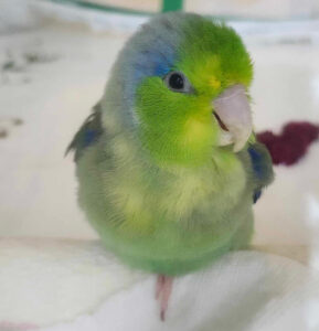 parrotlet parrot
