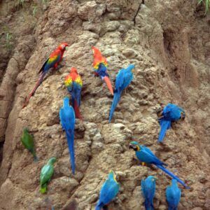 parrots at the Tambopata clay lick